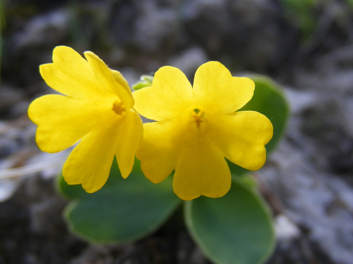 Strani peli nell''orecchio dell''orso - Primula auricula